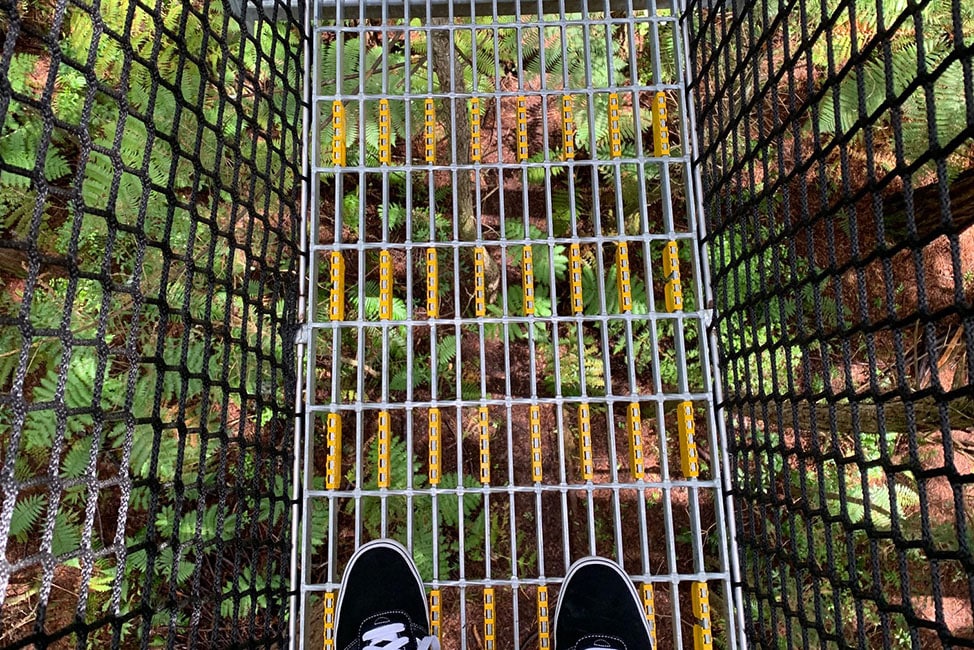 the redwood tree walk is a series of walkways high in the canopy. 