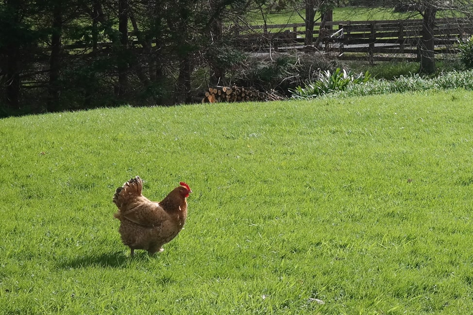 one of the biggest chickens we've ever seen wandering the yard of our airbnb
