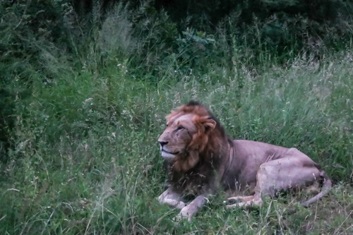 Becoming Safari-ers in Kruger National Park thumbnail